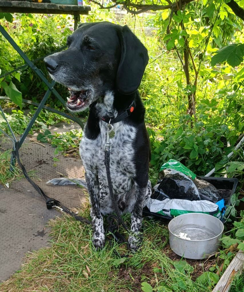 Obi (Adopted May 2026)