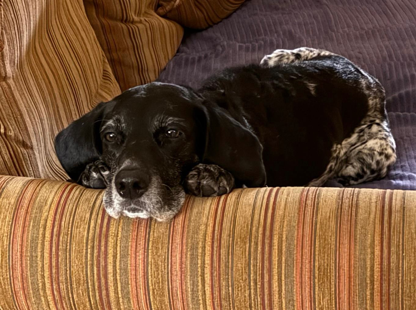 Obi (Adopted May 2026)