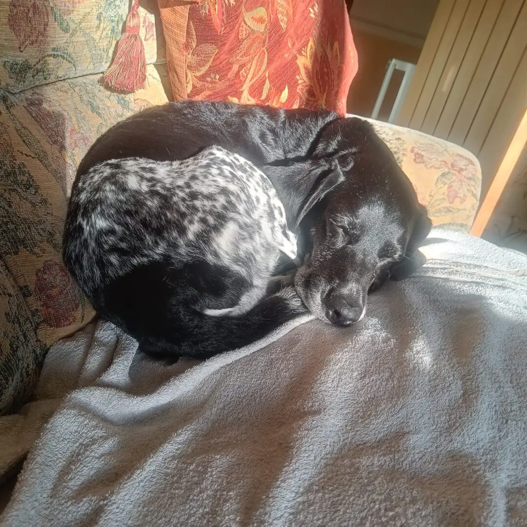 Obi (Adopted May 2026)