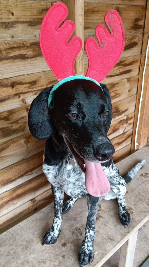 Obi (Adopted May 2026)