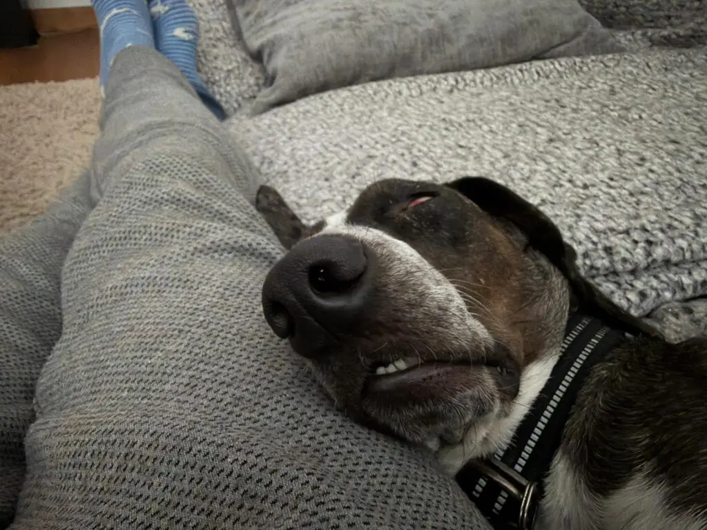 Dino (adopted September 2026) Thumb