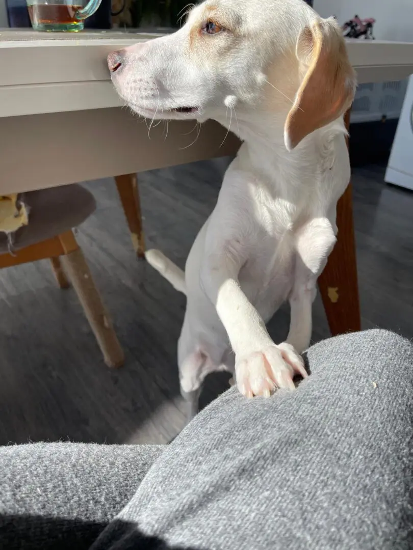 Gracie (adopted July 2026)