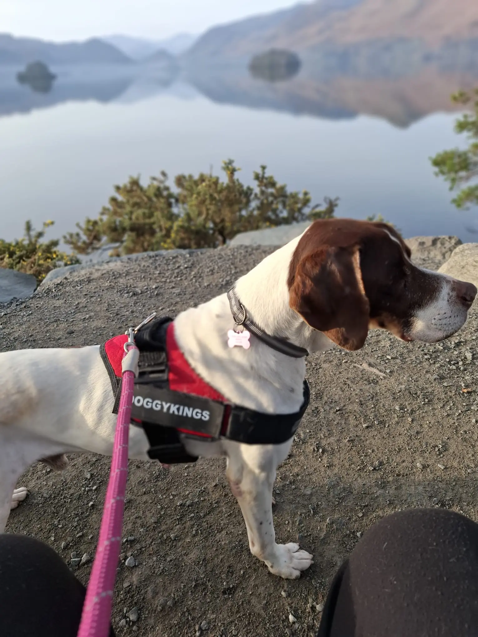 Woody (Adopted April 2026)