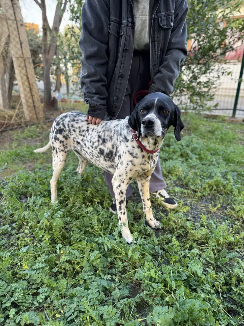 Ceasar now Snoopy (adopted July 2026)