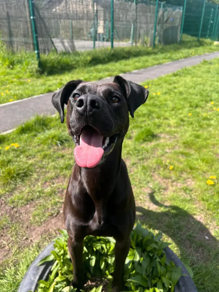 Lottie (Adopted May 2026) Thumb