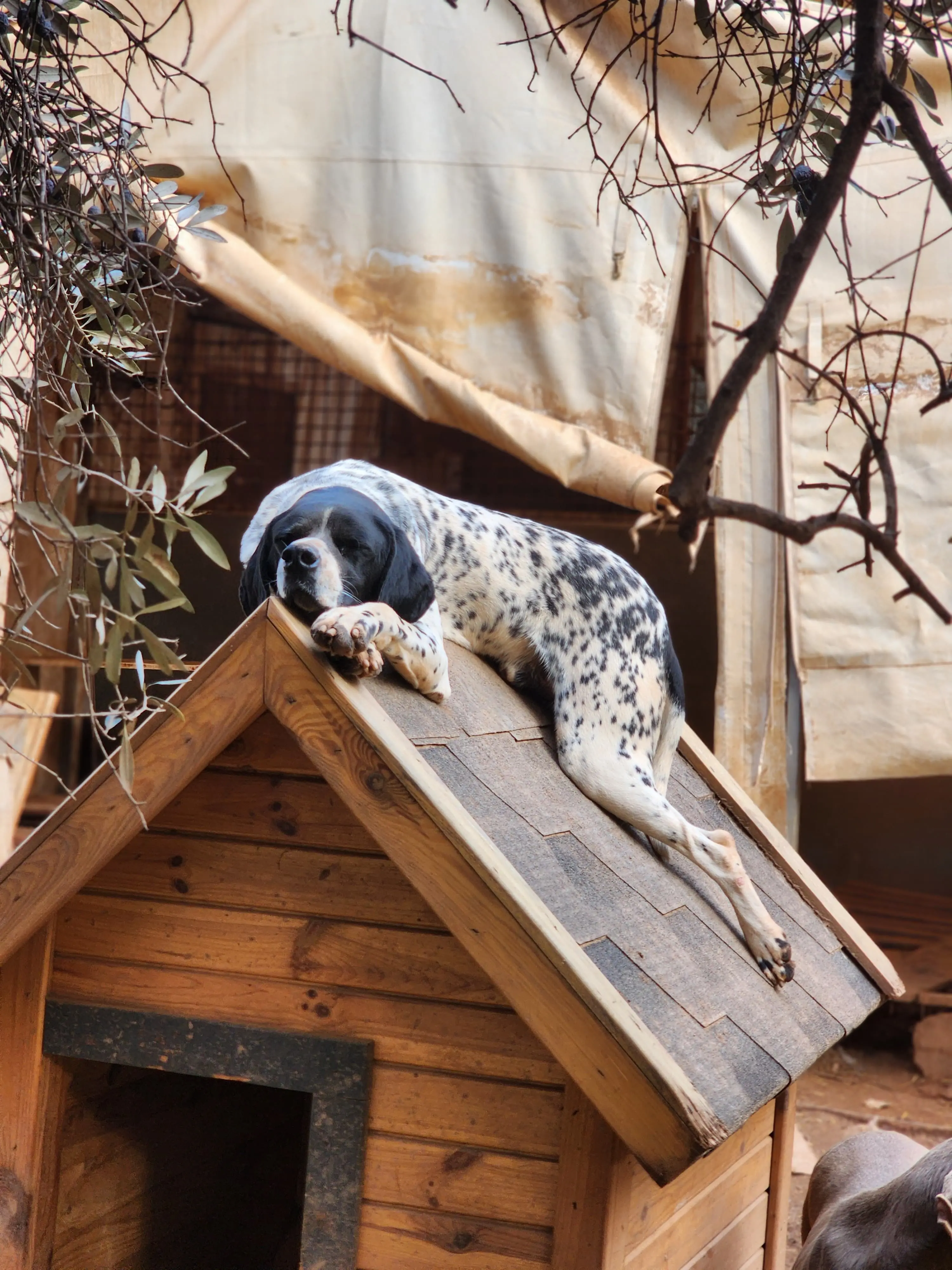 Ceasar now Snoopy (adopted July 2026)