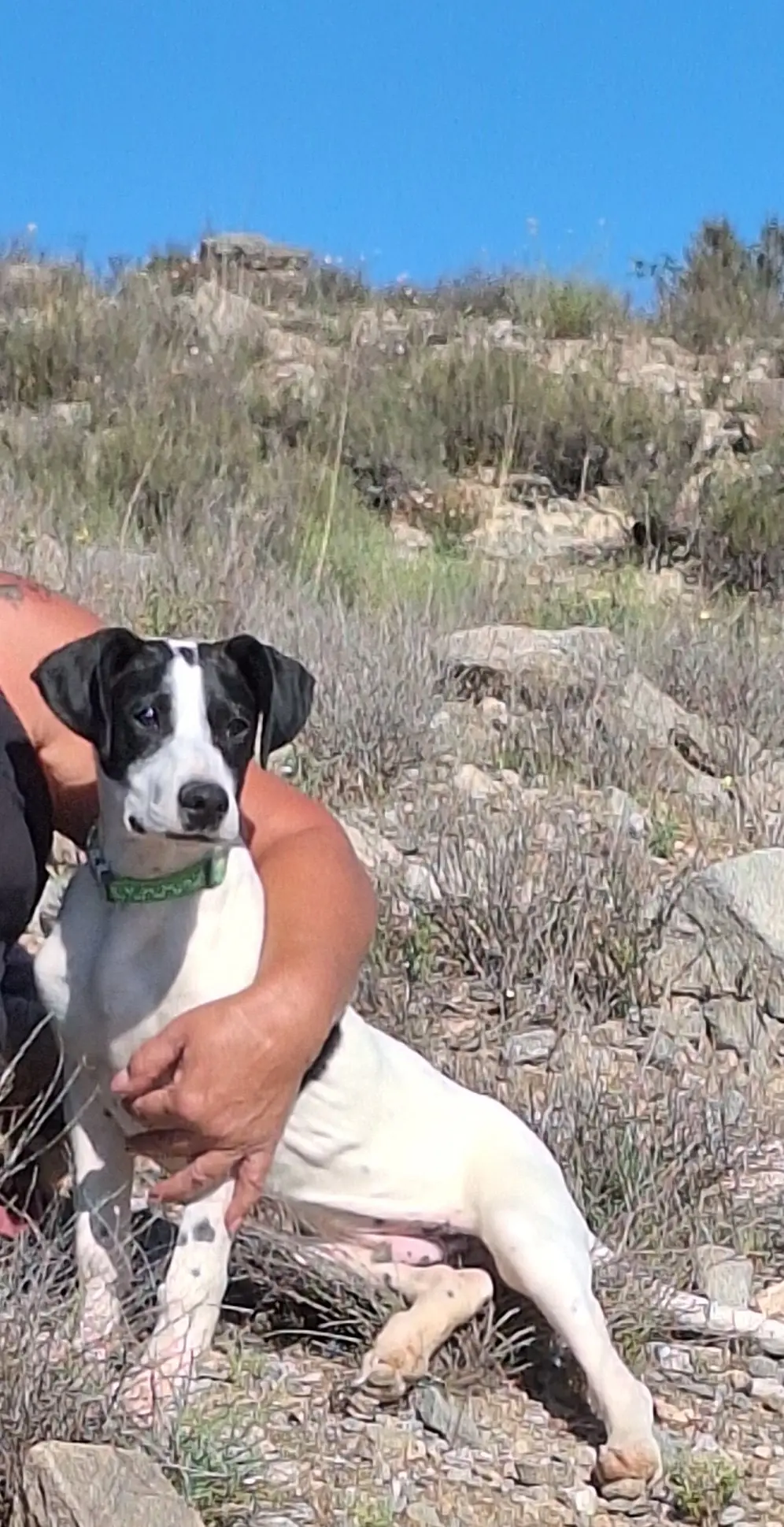 Stanley (Adopted June 2026)