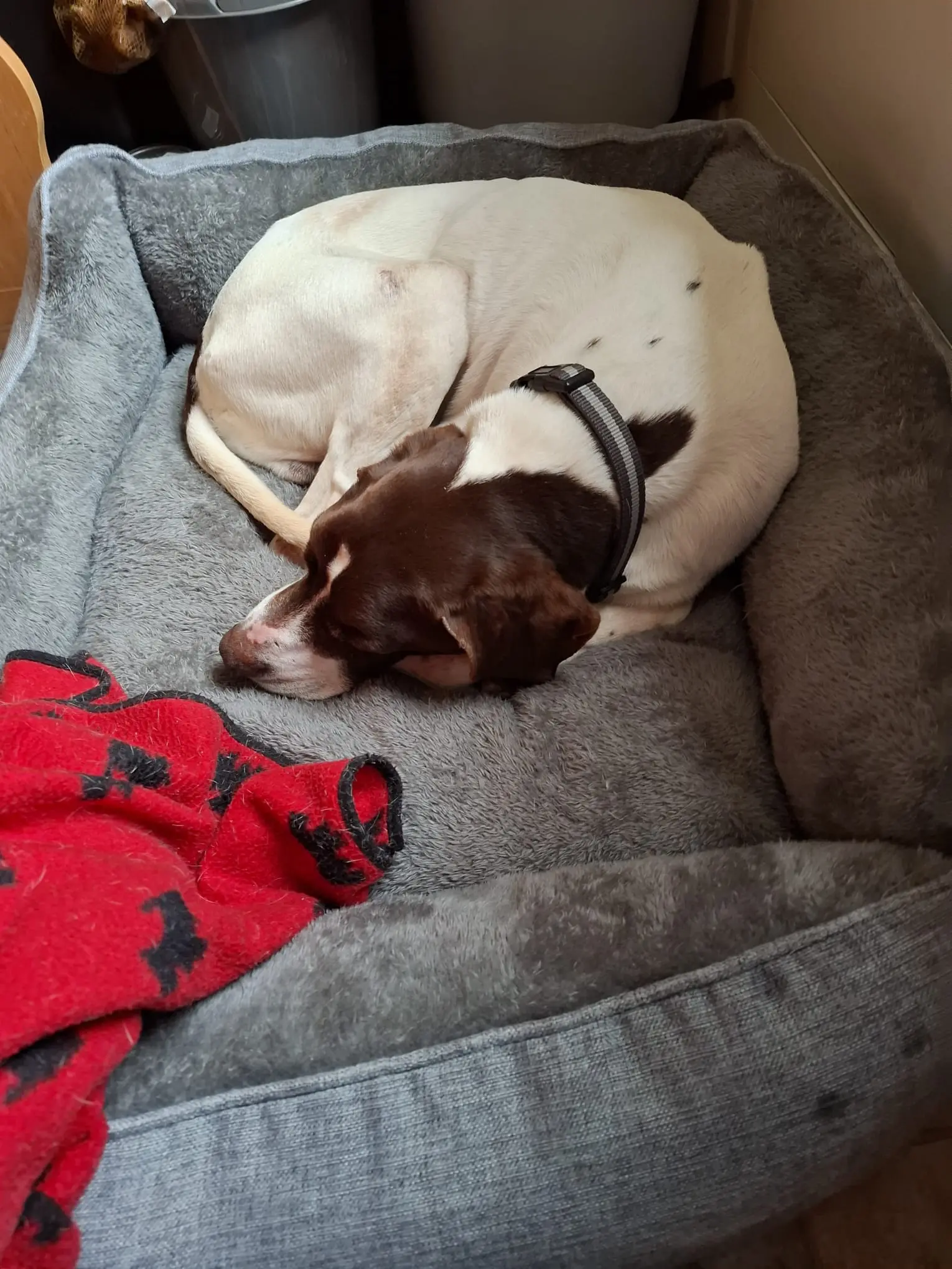 Woody (Adopted April 2026)