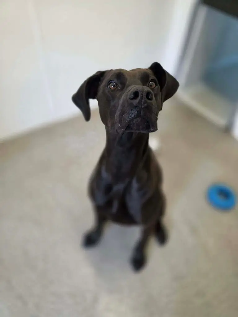 Lottie (Adopted May 2026) Thumb