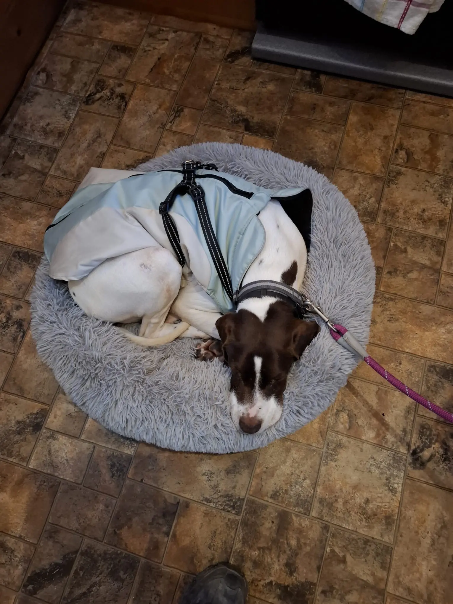 Woody (Adopted April 2026)