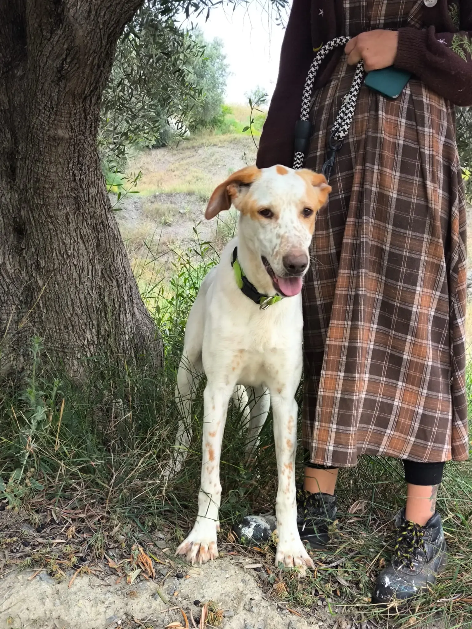 Brufus  (adopted June 2026)