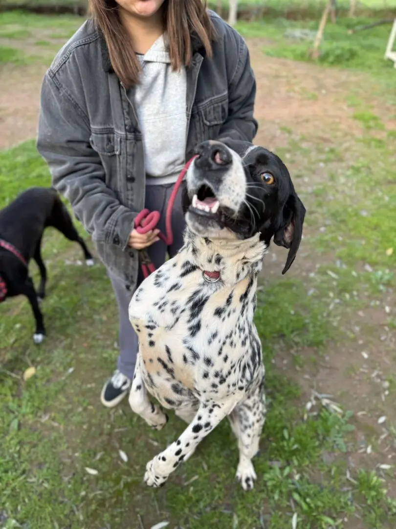 Ceasar now Snoopy (adopted July 2026)