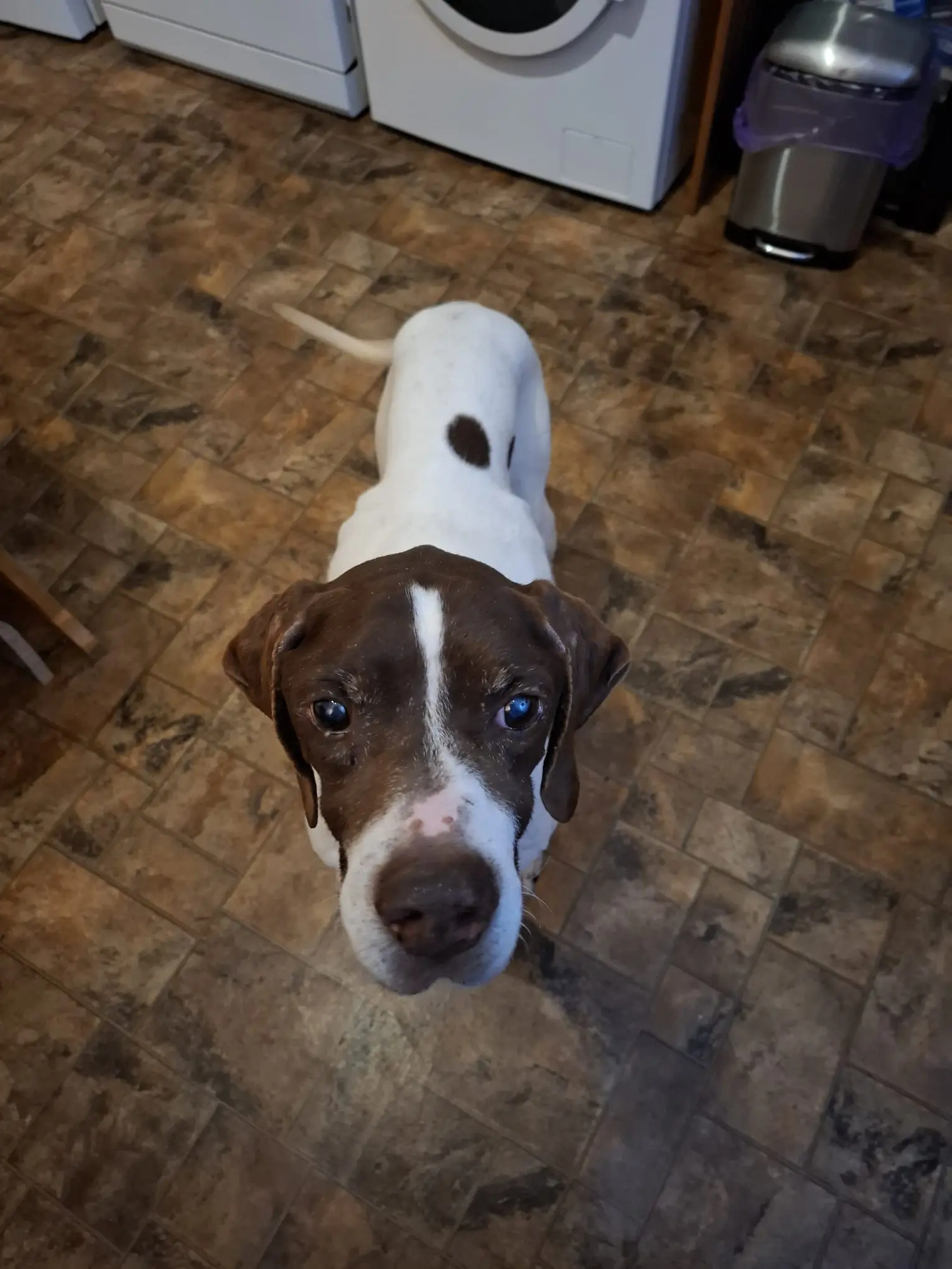 Woody (Adopted April 2026)