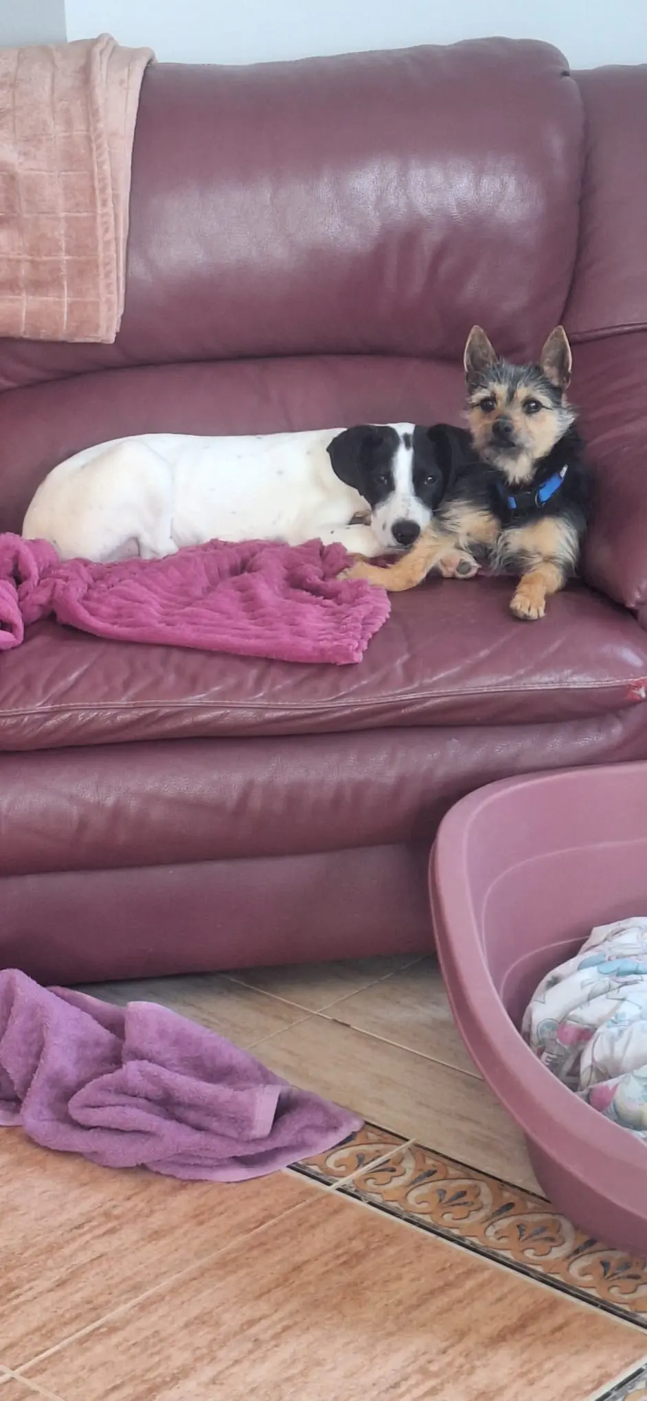 Stanley (Adopted June 2026)