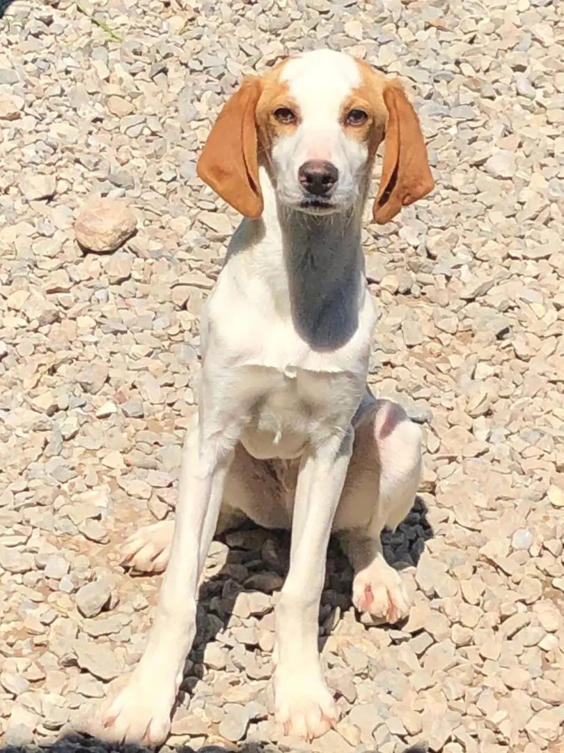 Lanson now Wesley (adopted July 2026)
