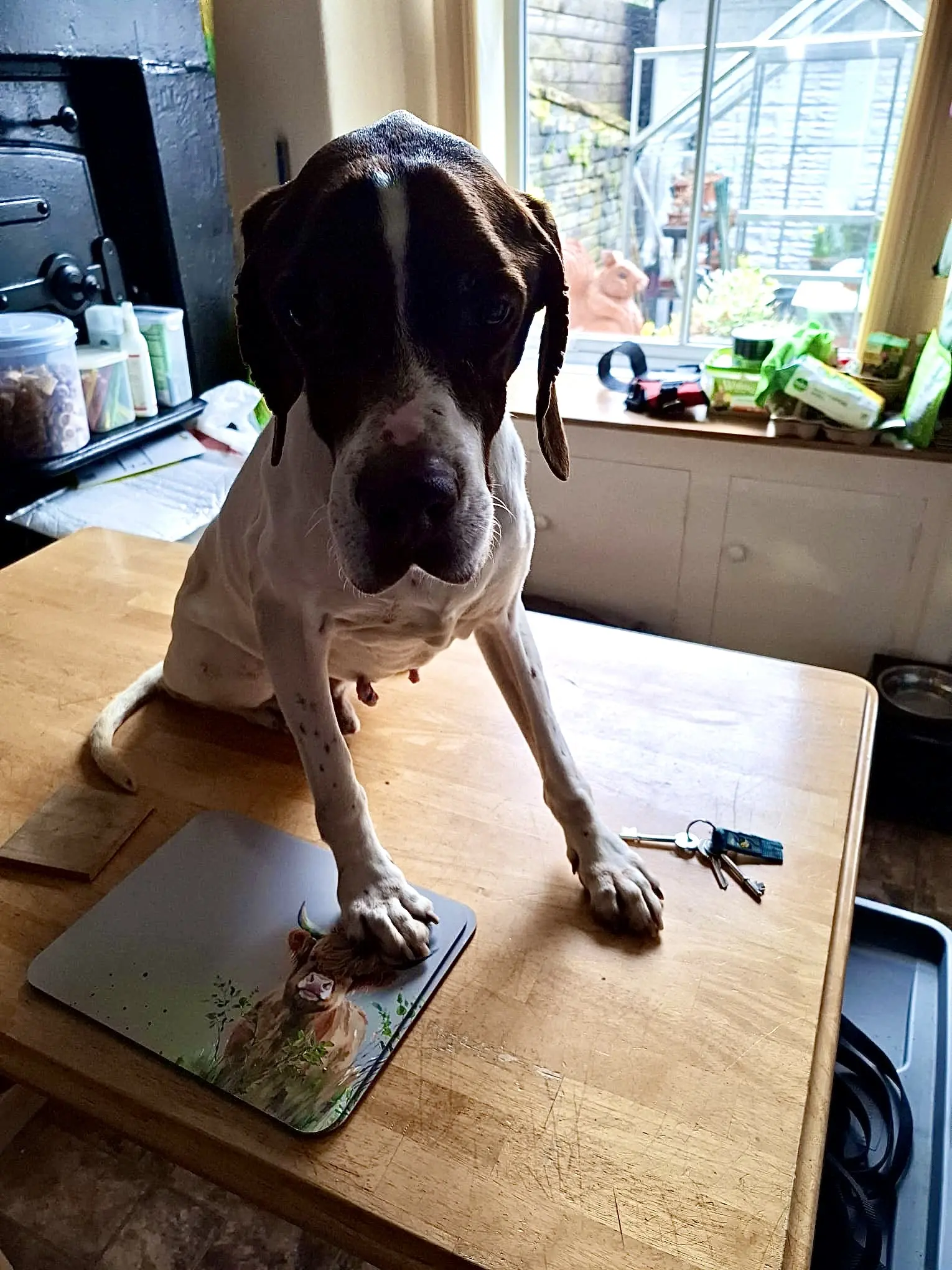 Woody (Adopted April 2026)