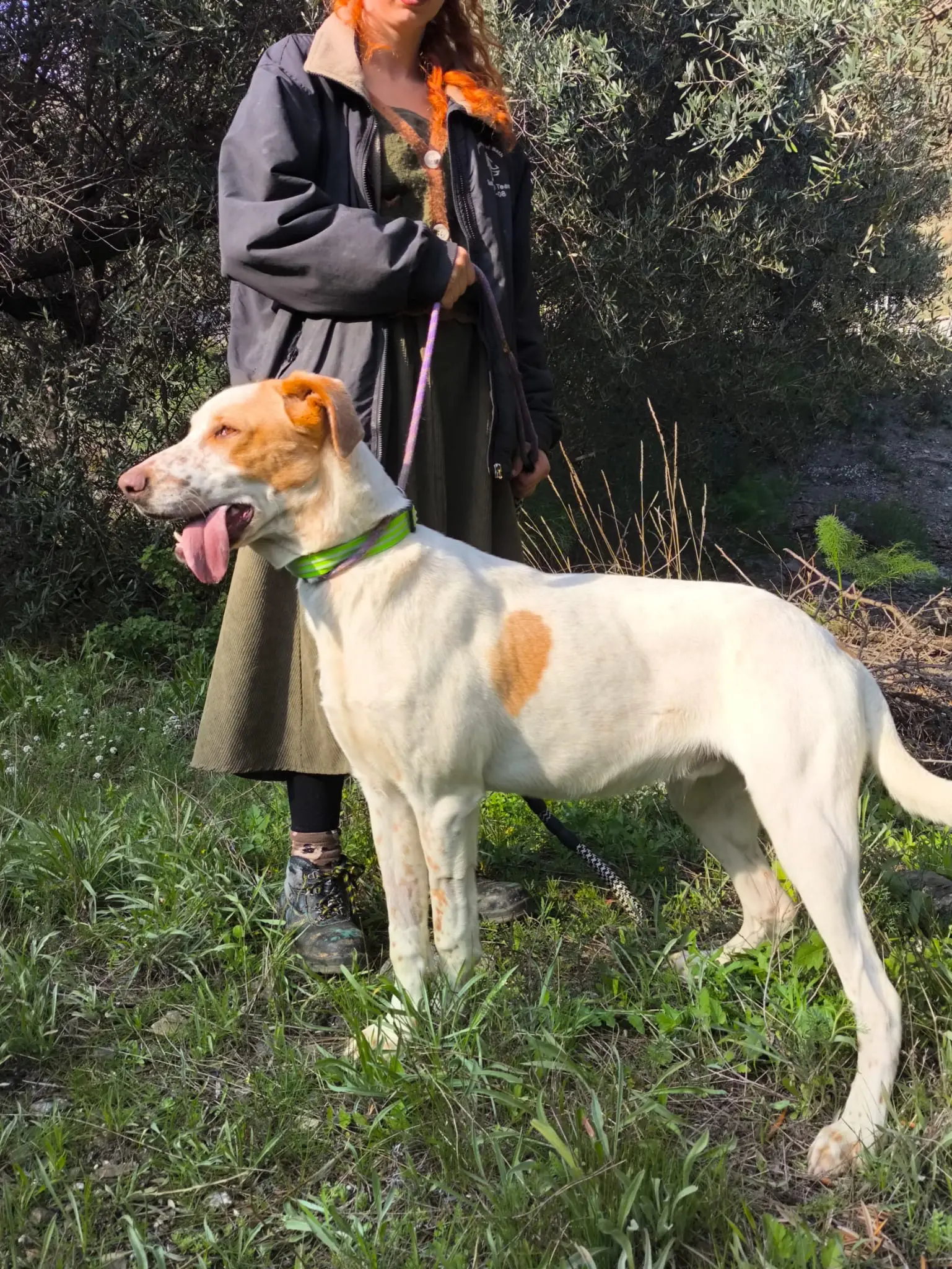 Brufus  (adopted June 2026)
