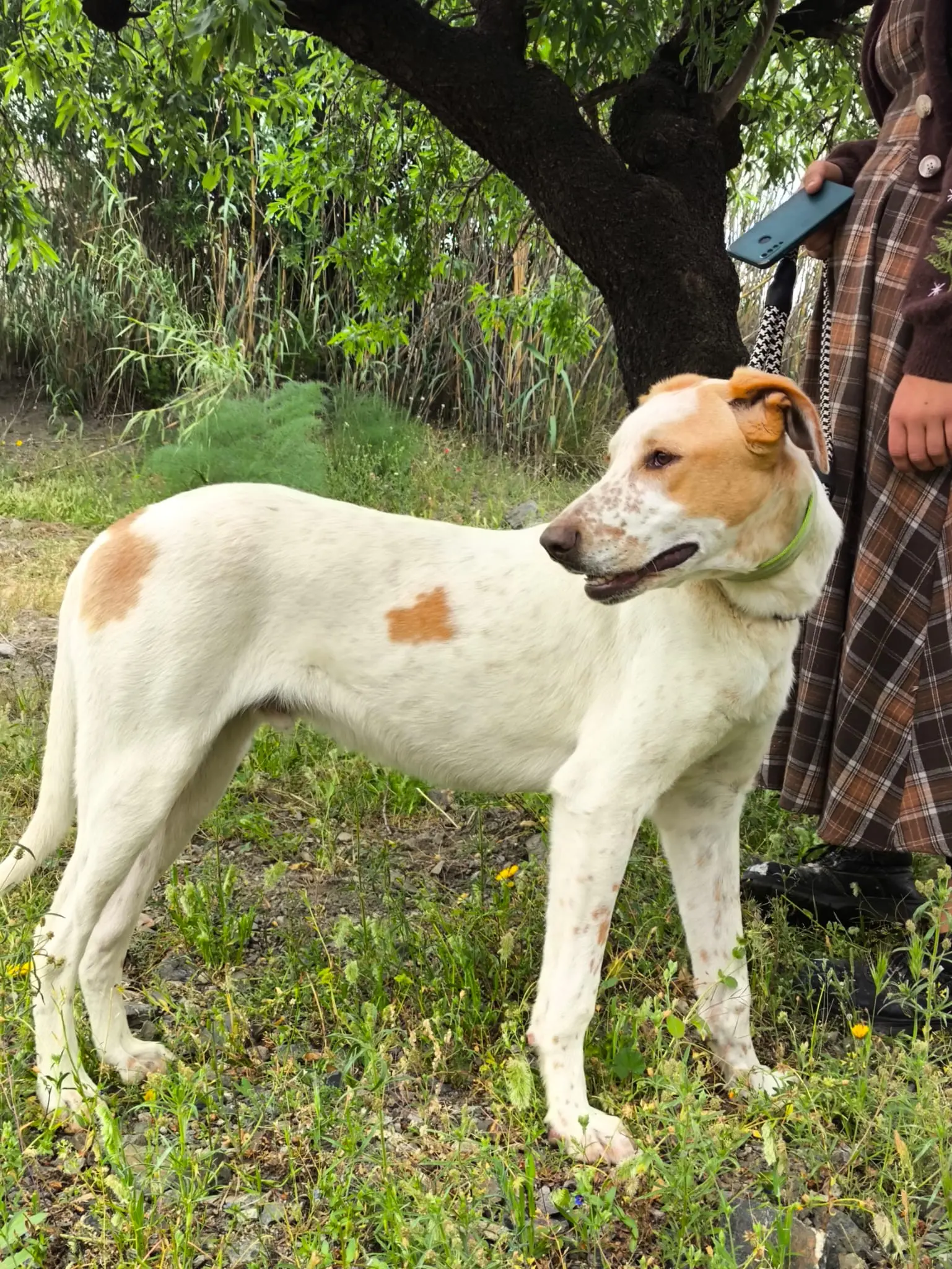 Brufus  (adopted June 2026)