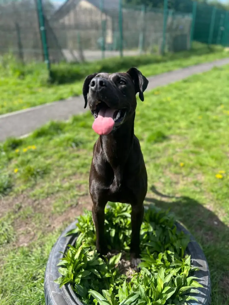 Lottie (Adopted May 2026) Thumb