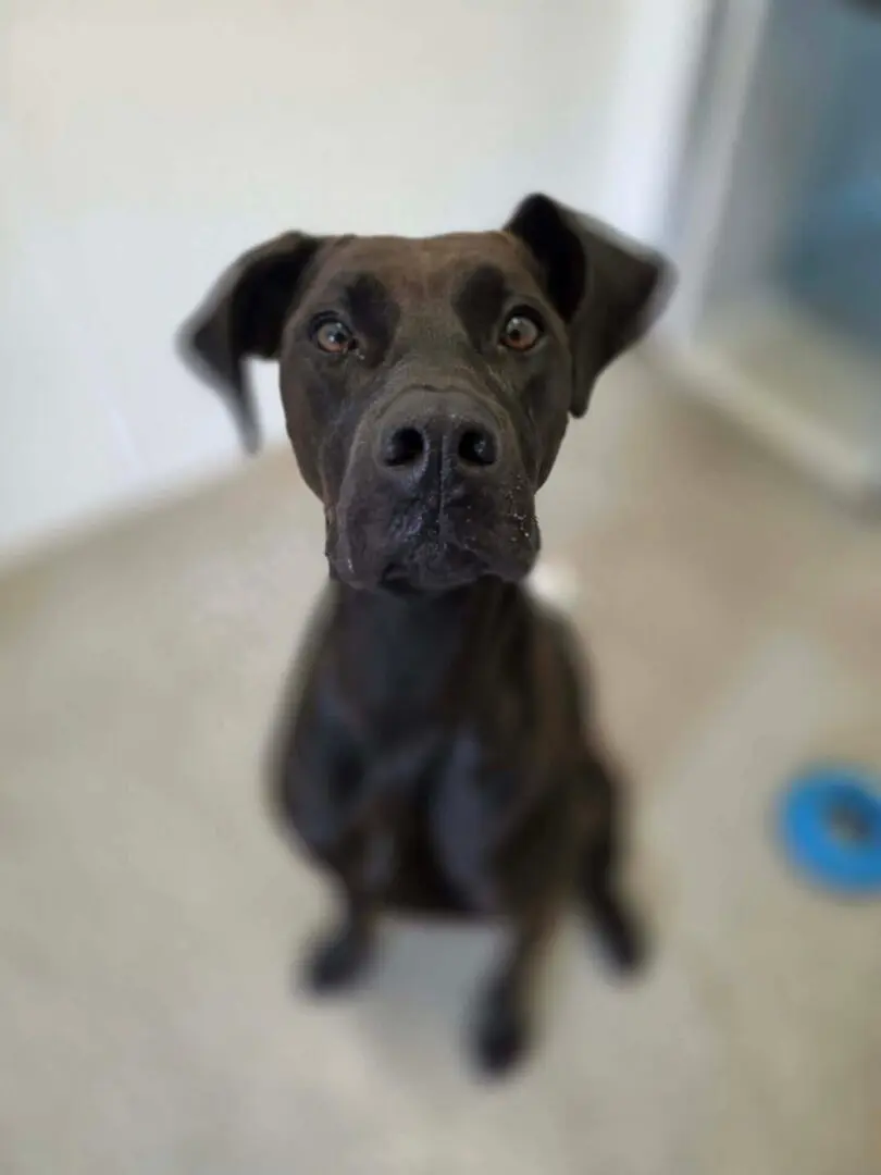 Lottie (Adopted May 2026)