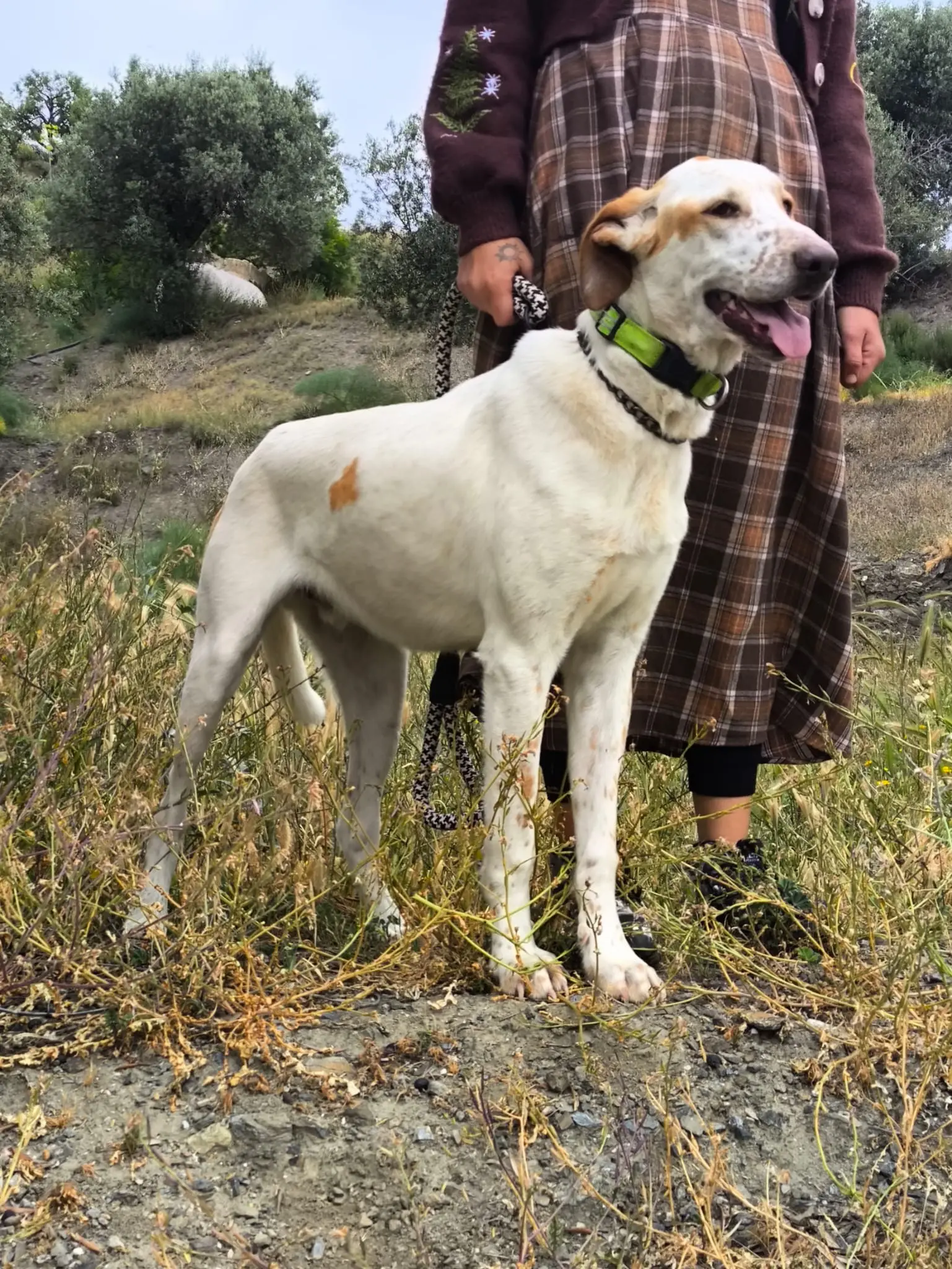 Brufus  (adopted June 2026)