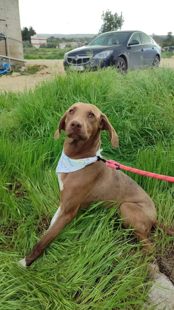 Jenny now Soli (adopted July 2026)