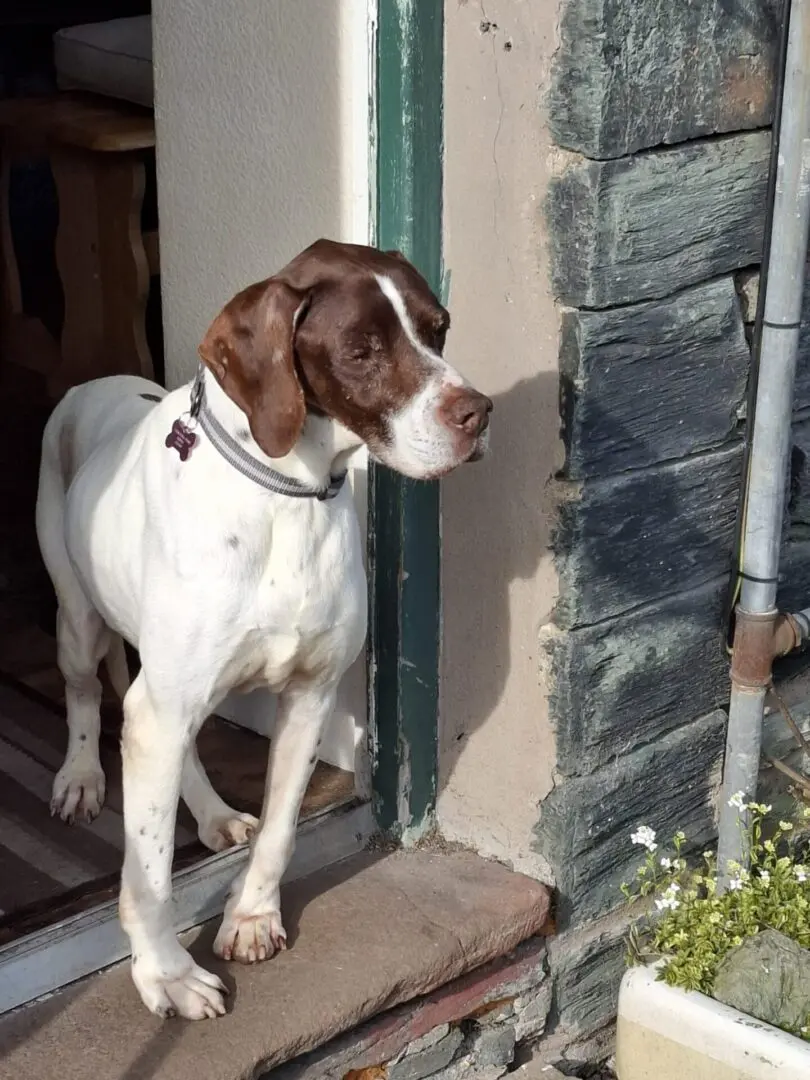 Woody (Adopted April 2026)