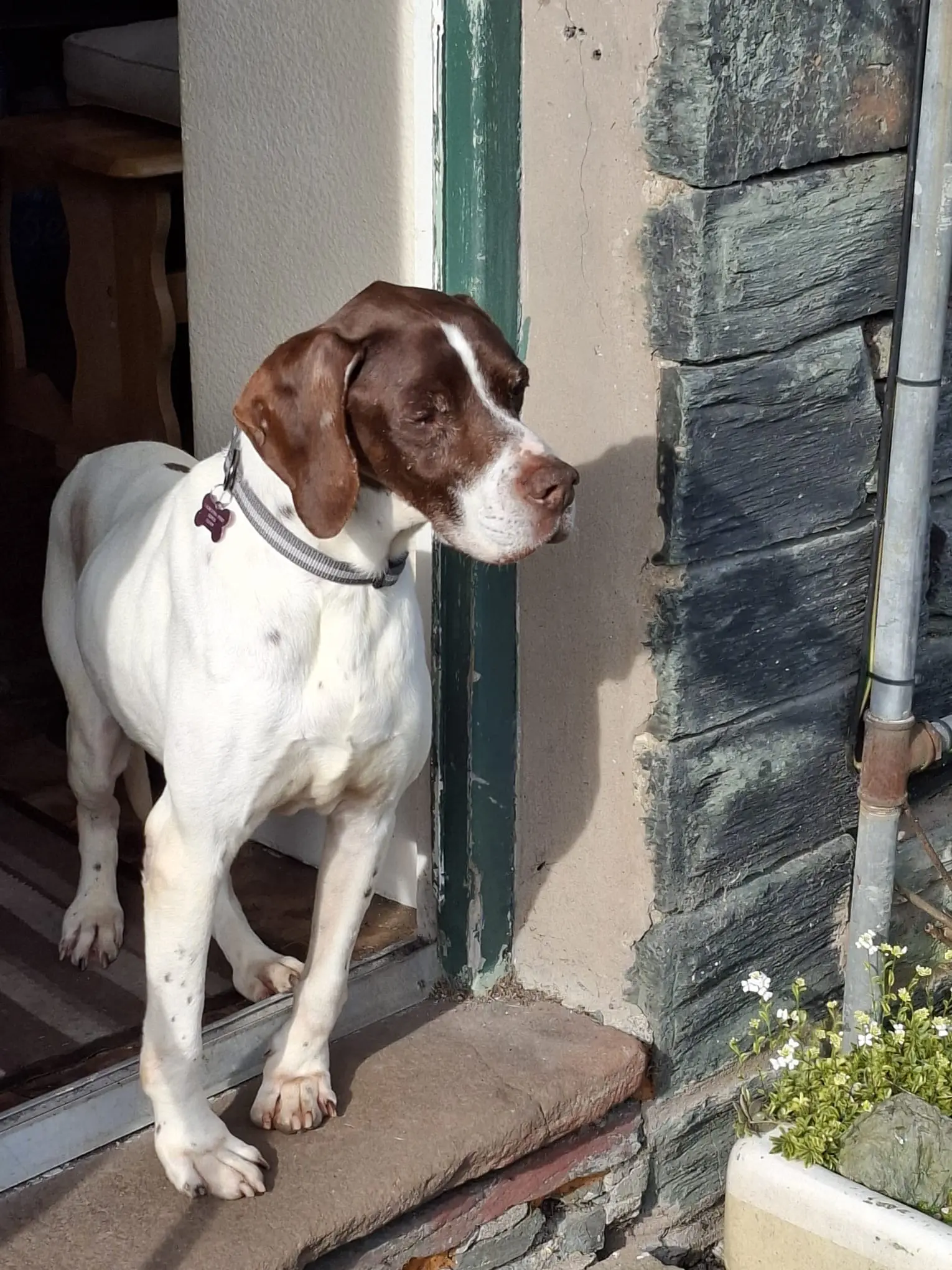 Woody (Adopted April 2026)