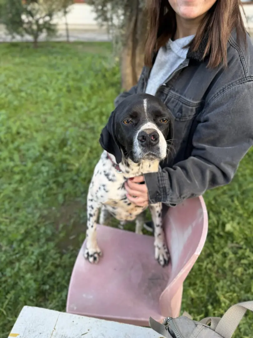 Ceasar now Snoopy (adopted July 2026)