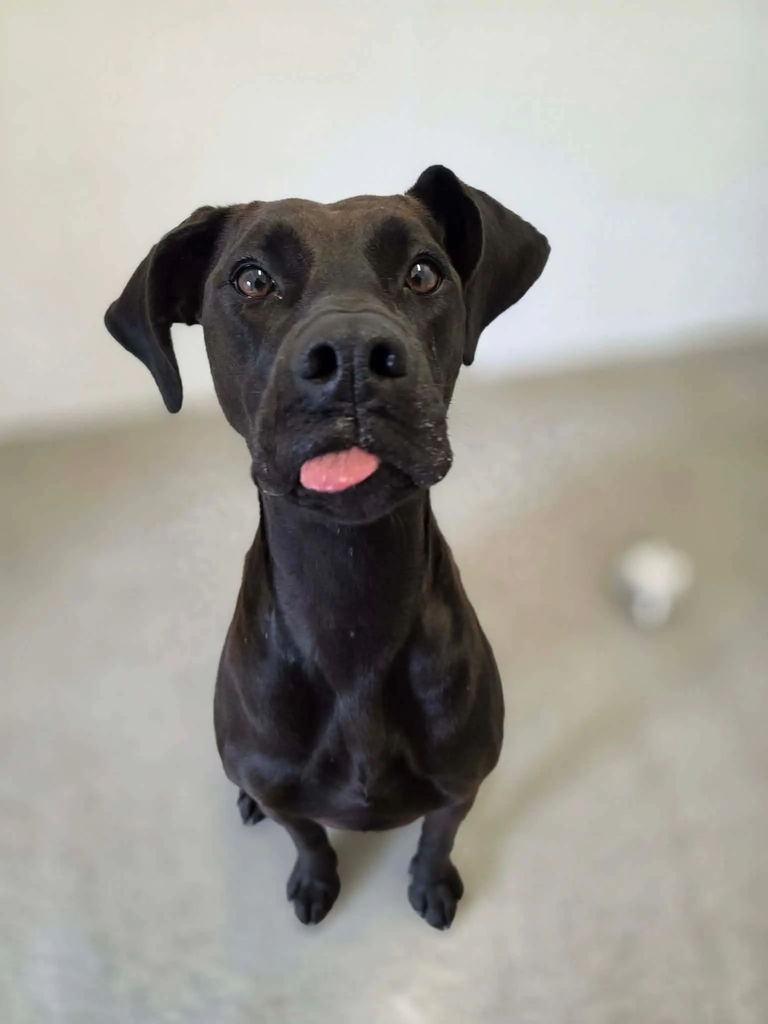 Lottie (Adopted May 2026)