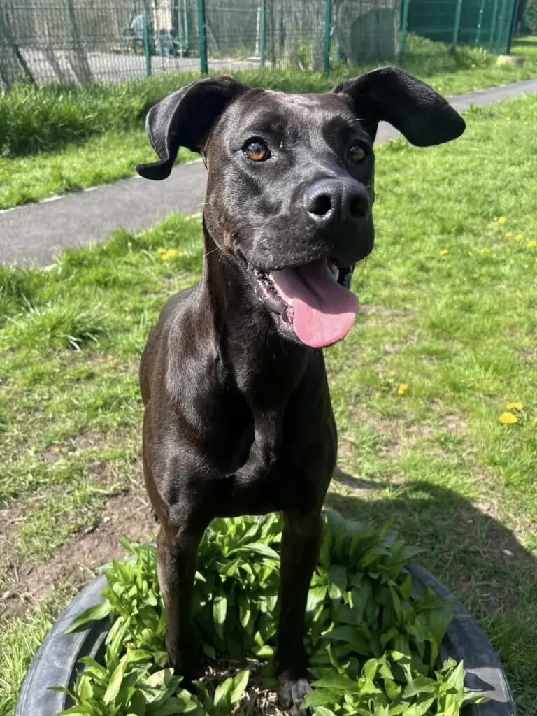Lottie (Adopted May 2026) Thumb