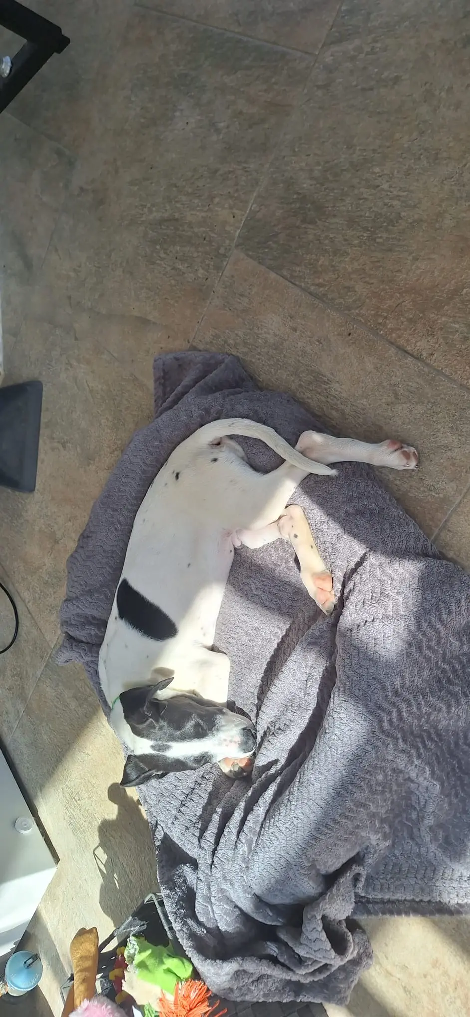 Stanley (Adopted June 2026)