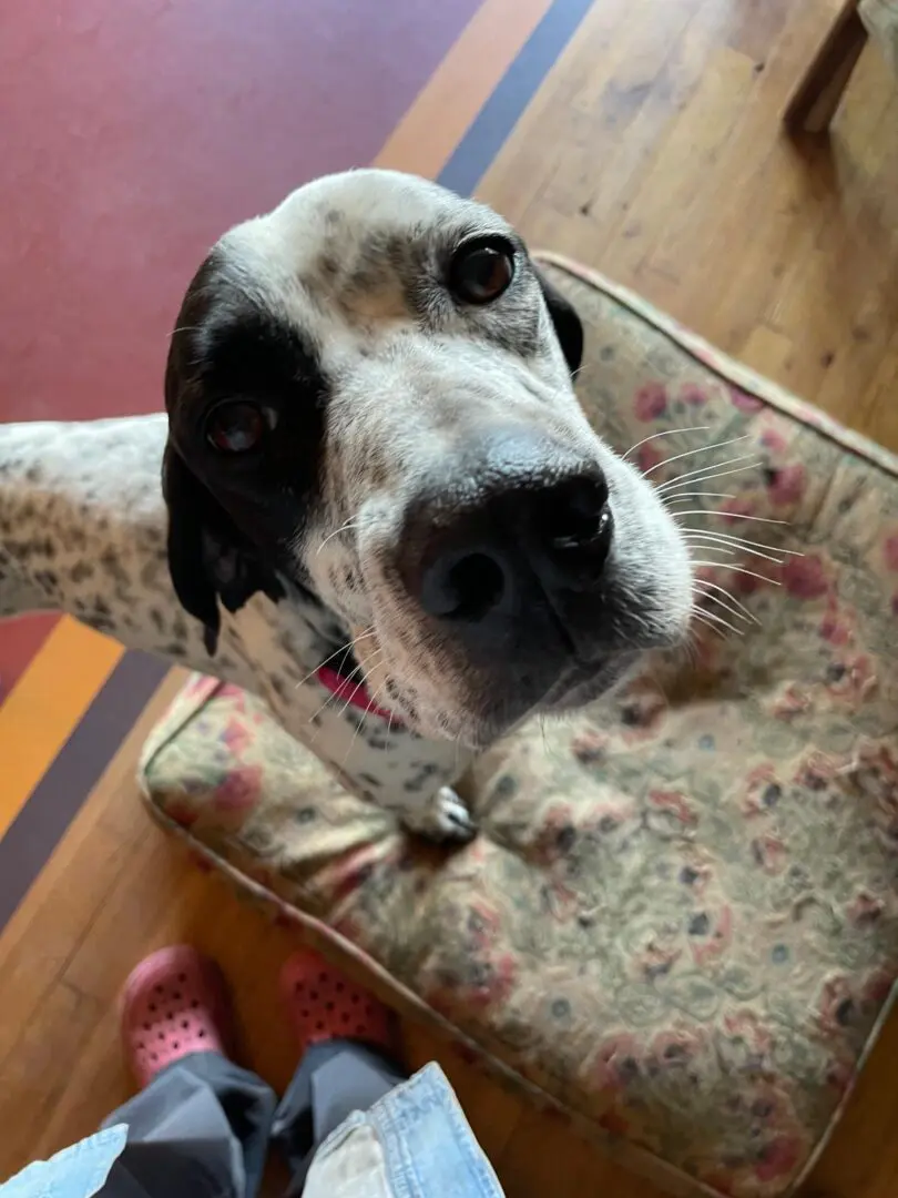 Kovi now Kodi – Handsome and Affectionate (Adopted April 2026)