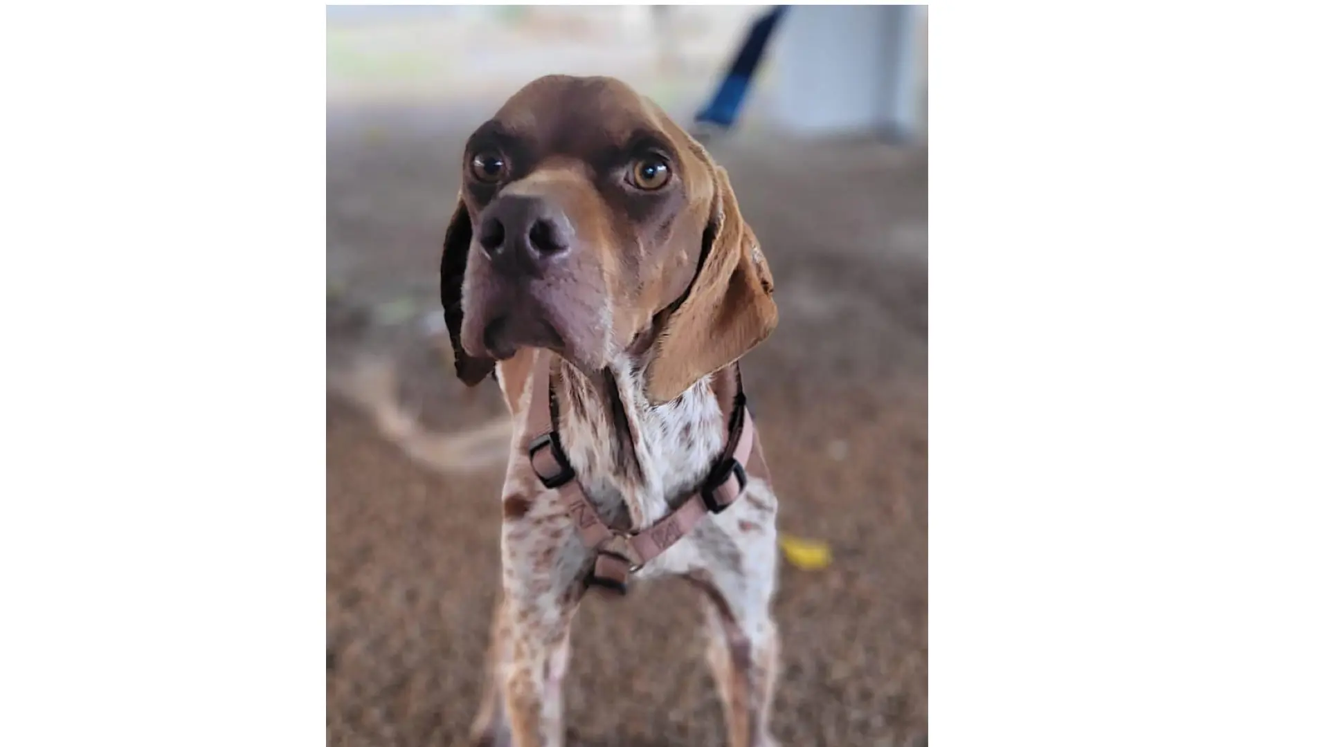 Promise (adopted July 2026)