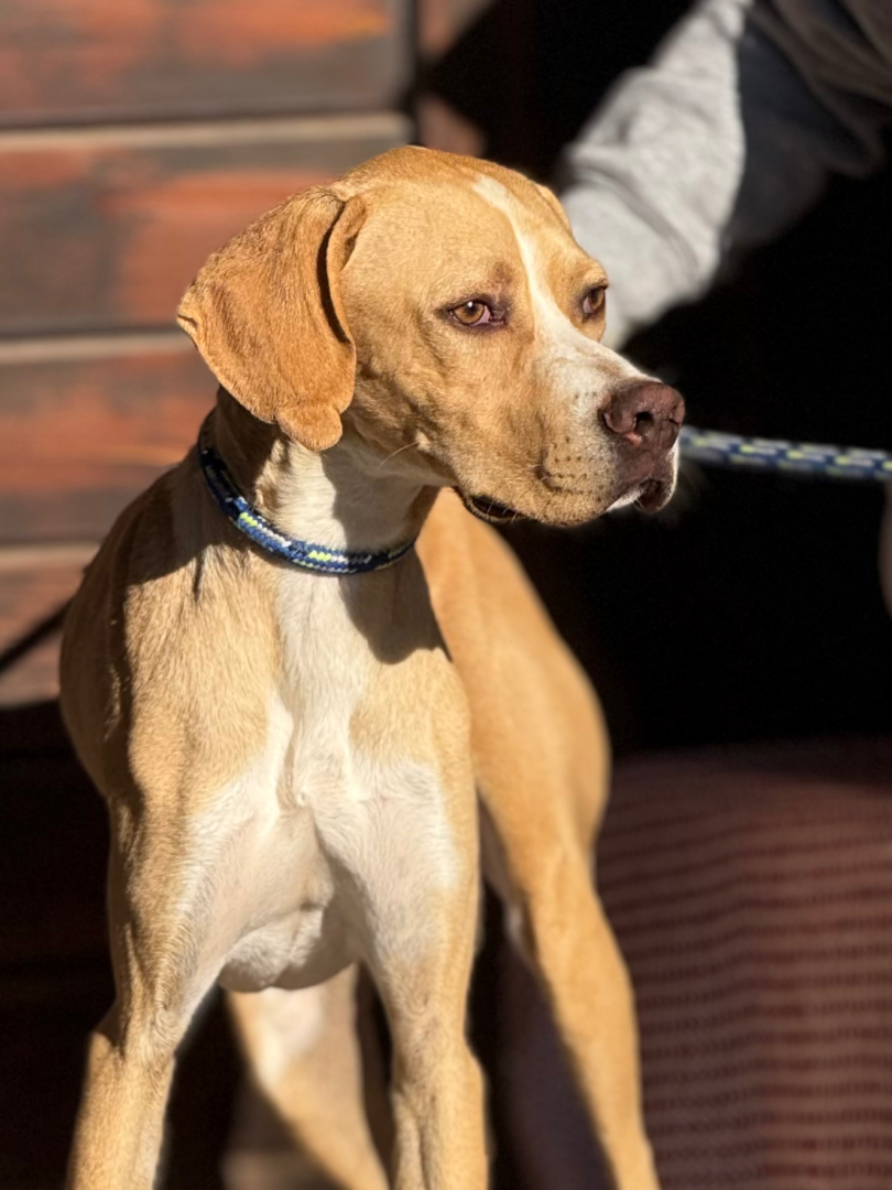 Docker (adopted June 2026)