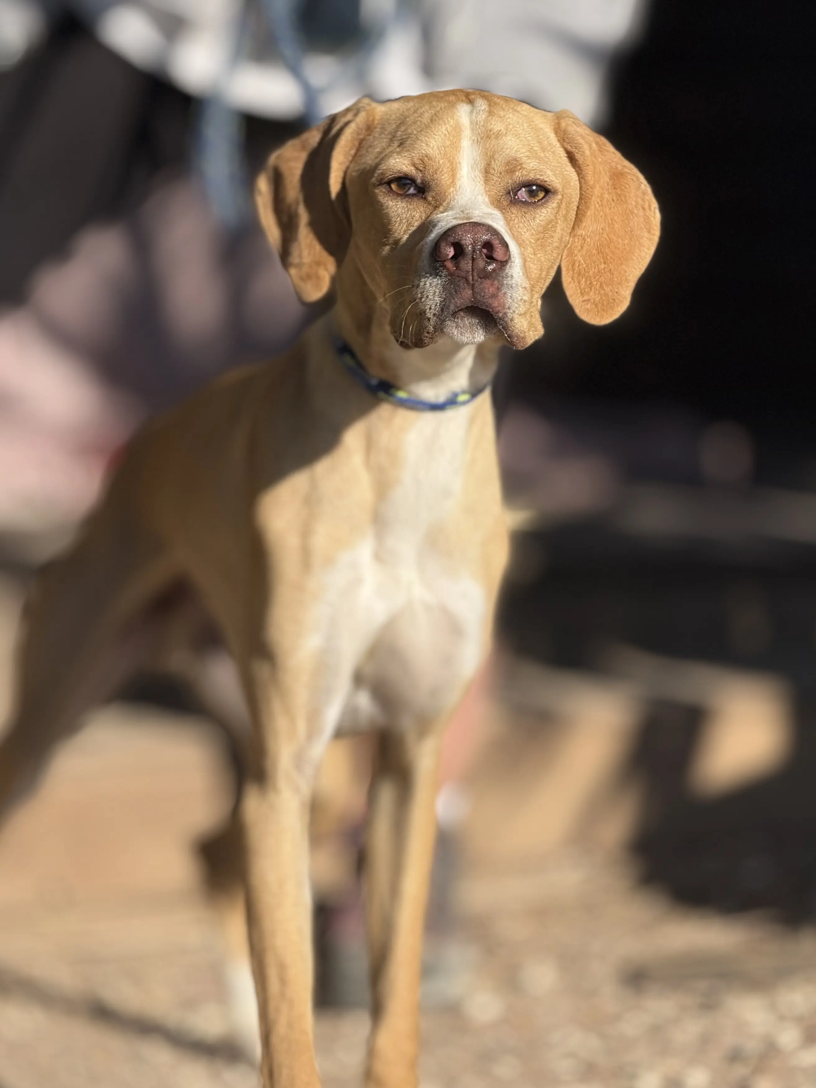 Docker (adopted June 2026)