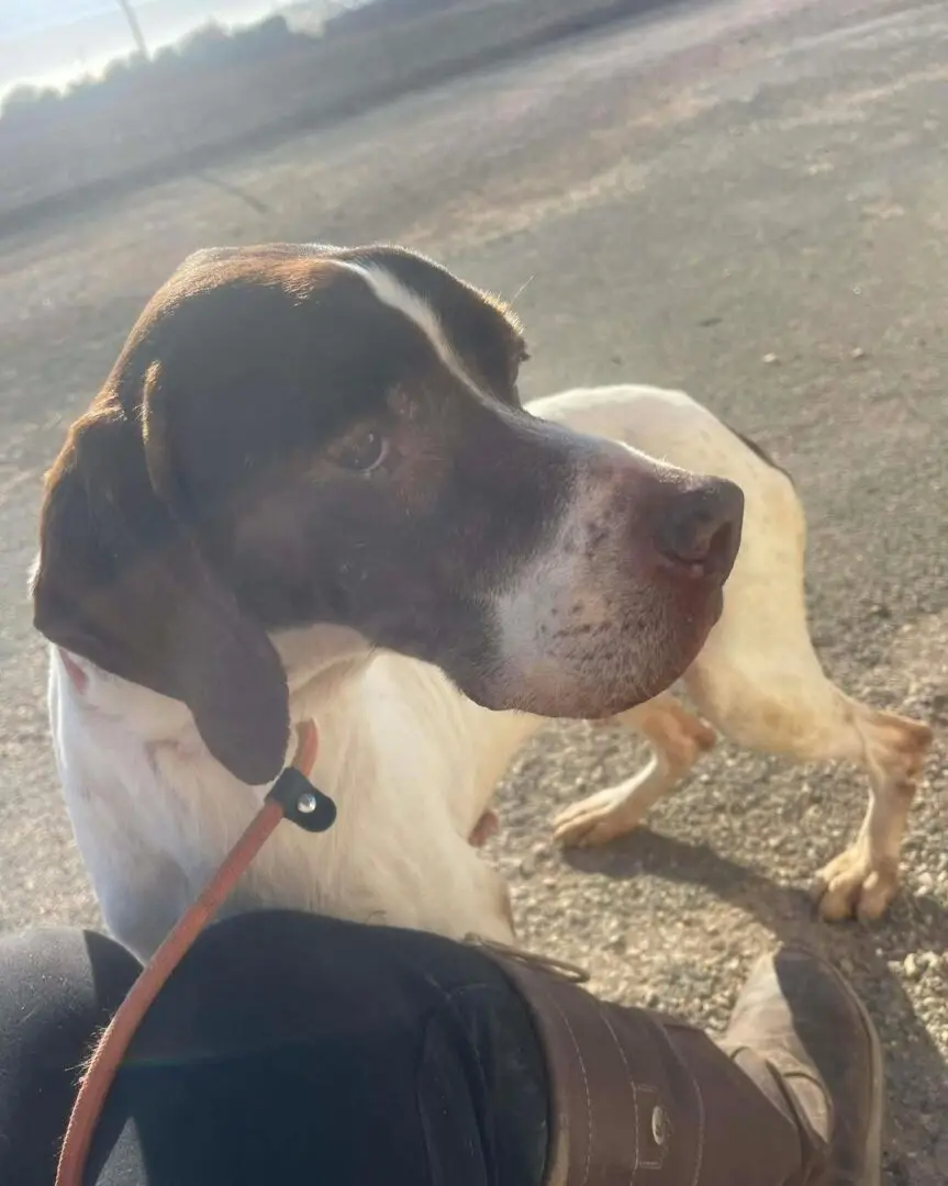 Woody (Adopted April 2026)