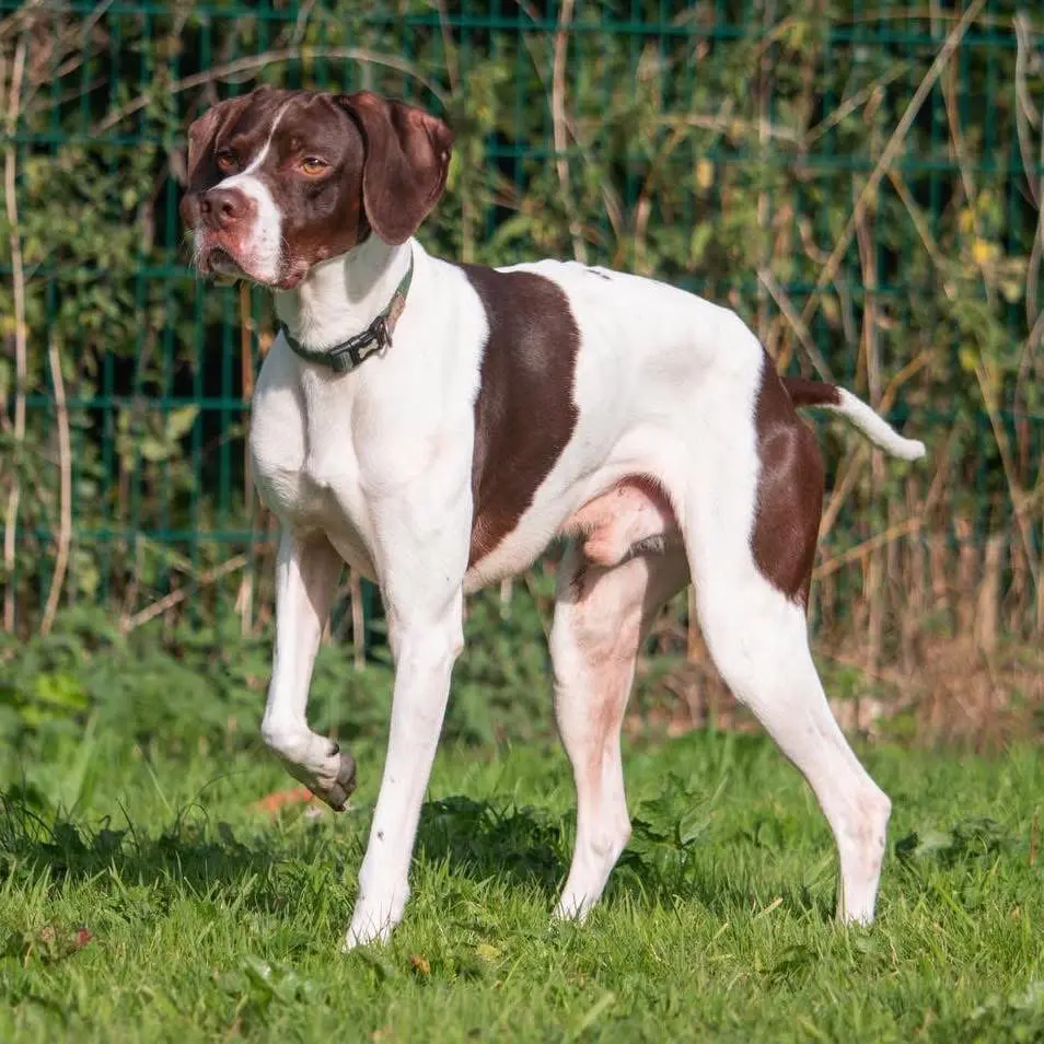 Logan (Adopted April 2026)