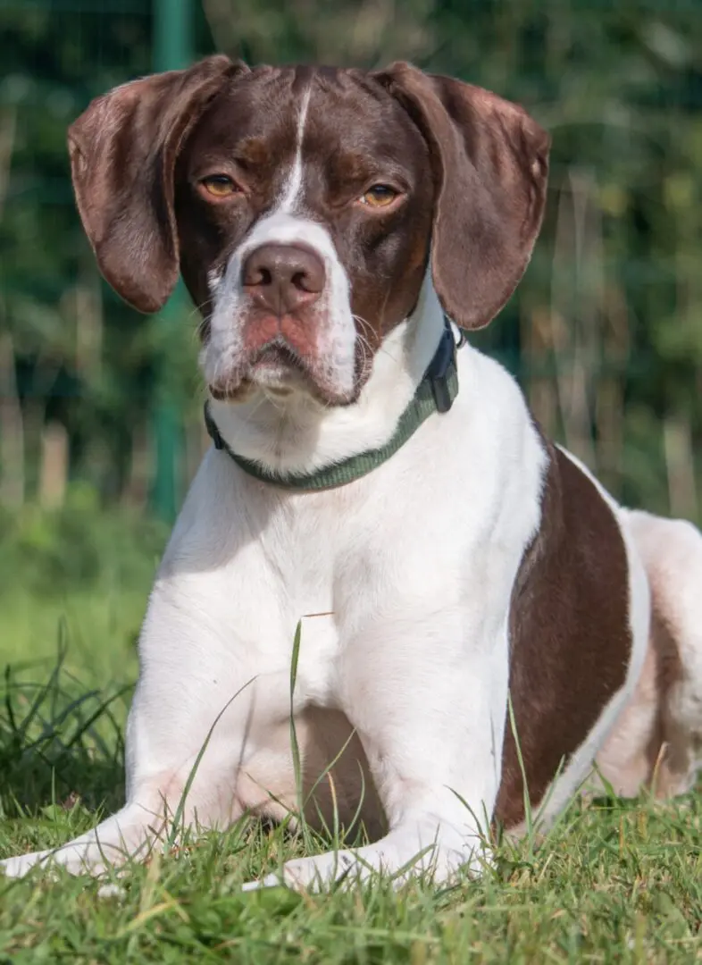 Logan (Adopted April 2026)