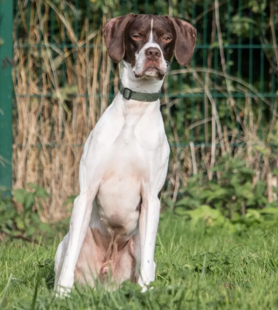 Logan (Adopted April 2026)