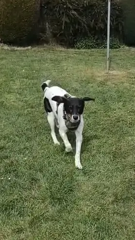 Artemis (Adopted June 2026)