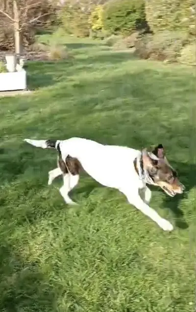 Artemis (Adopted June 2026)