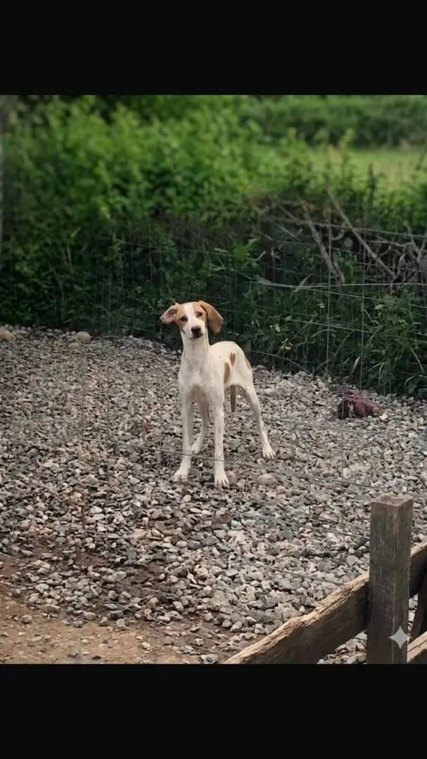 Woody (Adopted July 2026)