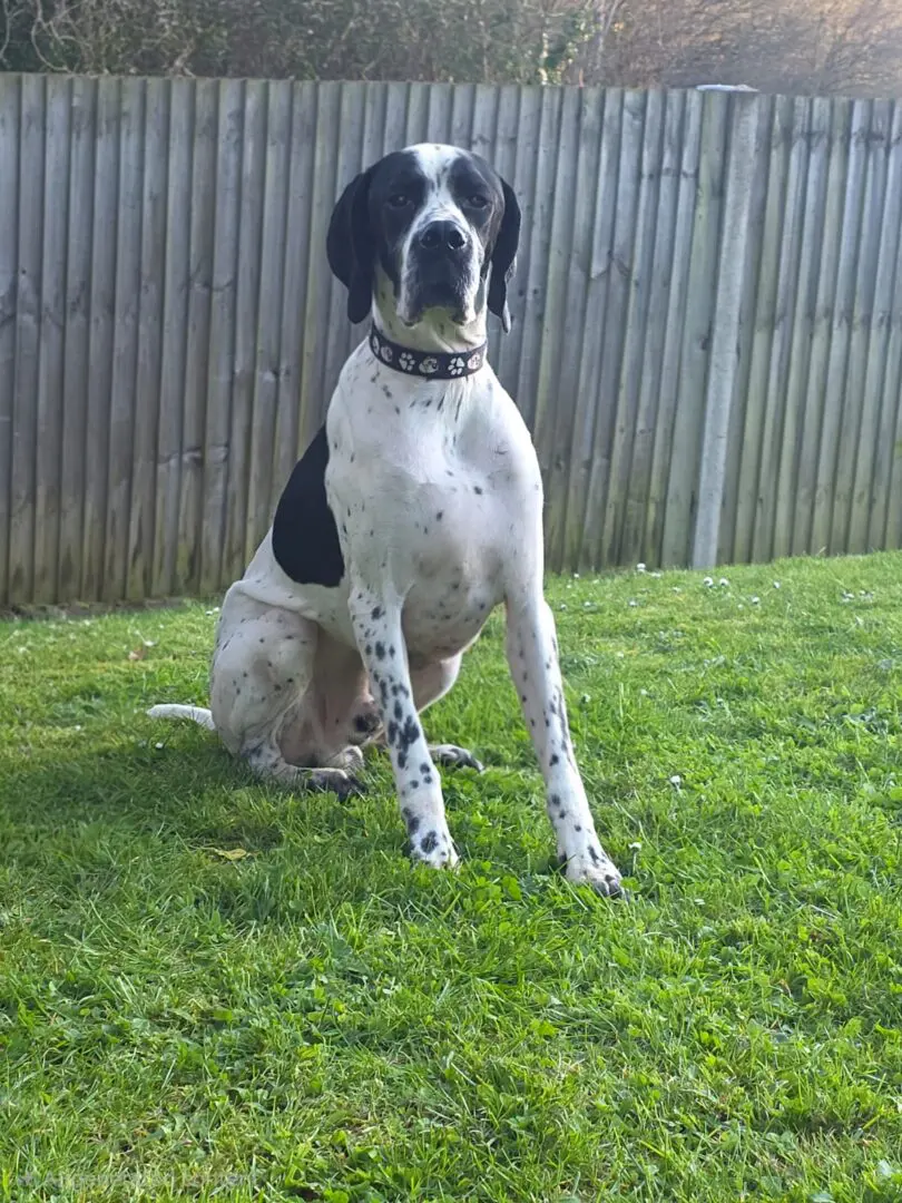 Rodney (Adopted June 2026)