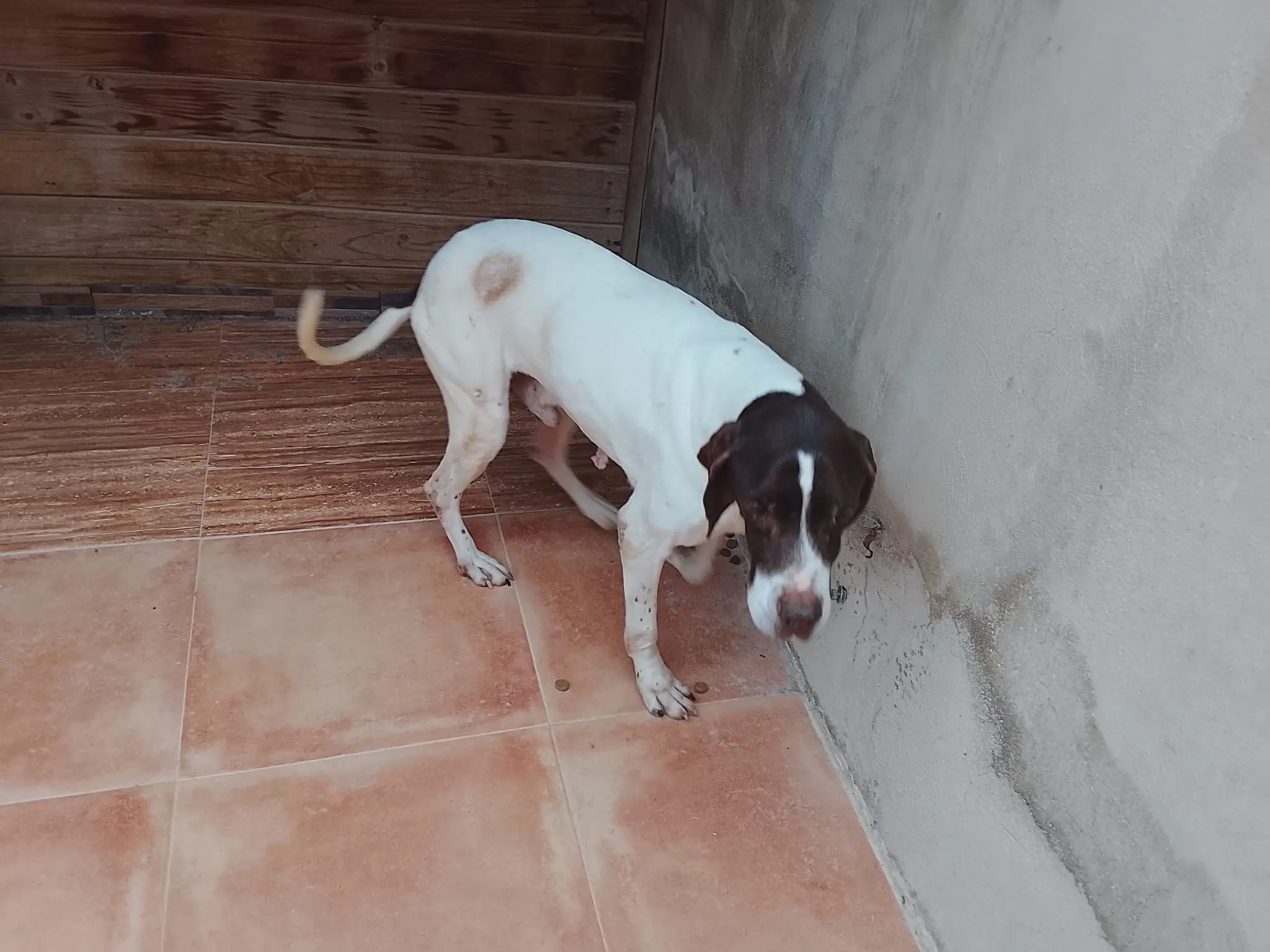 Woody (Adopted April 2026)