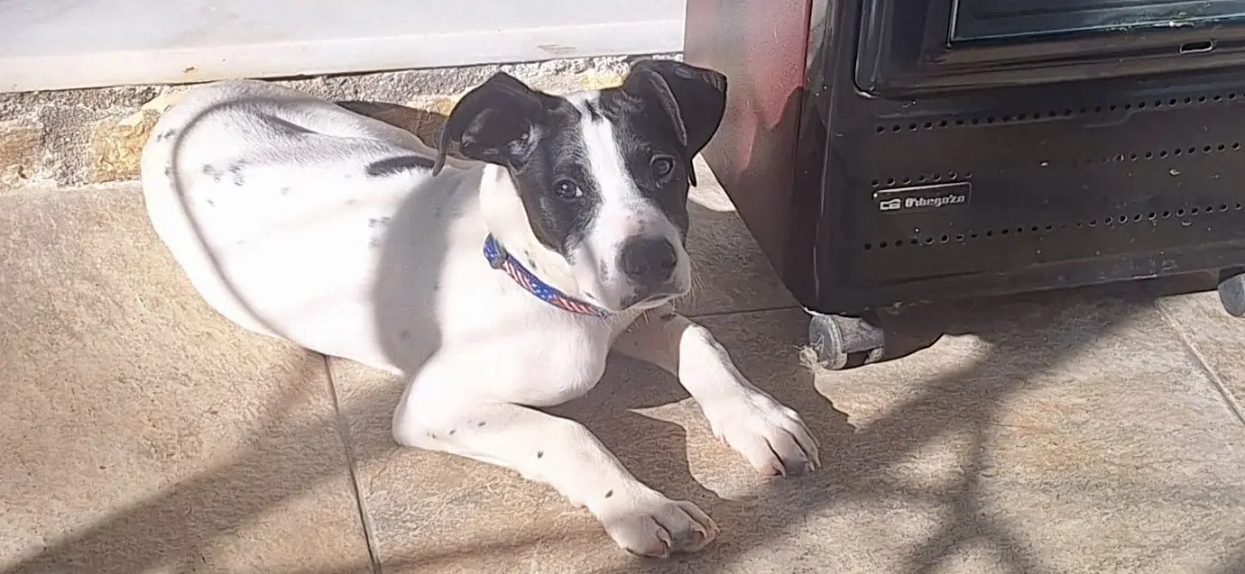 Stanley (Adopted June 2026)