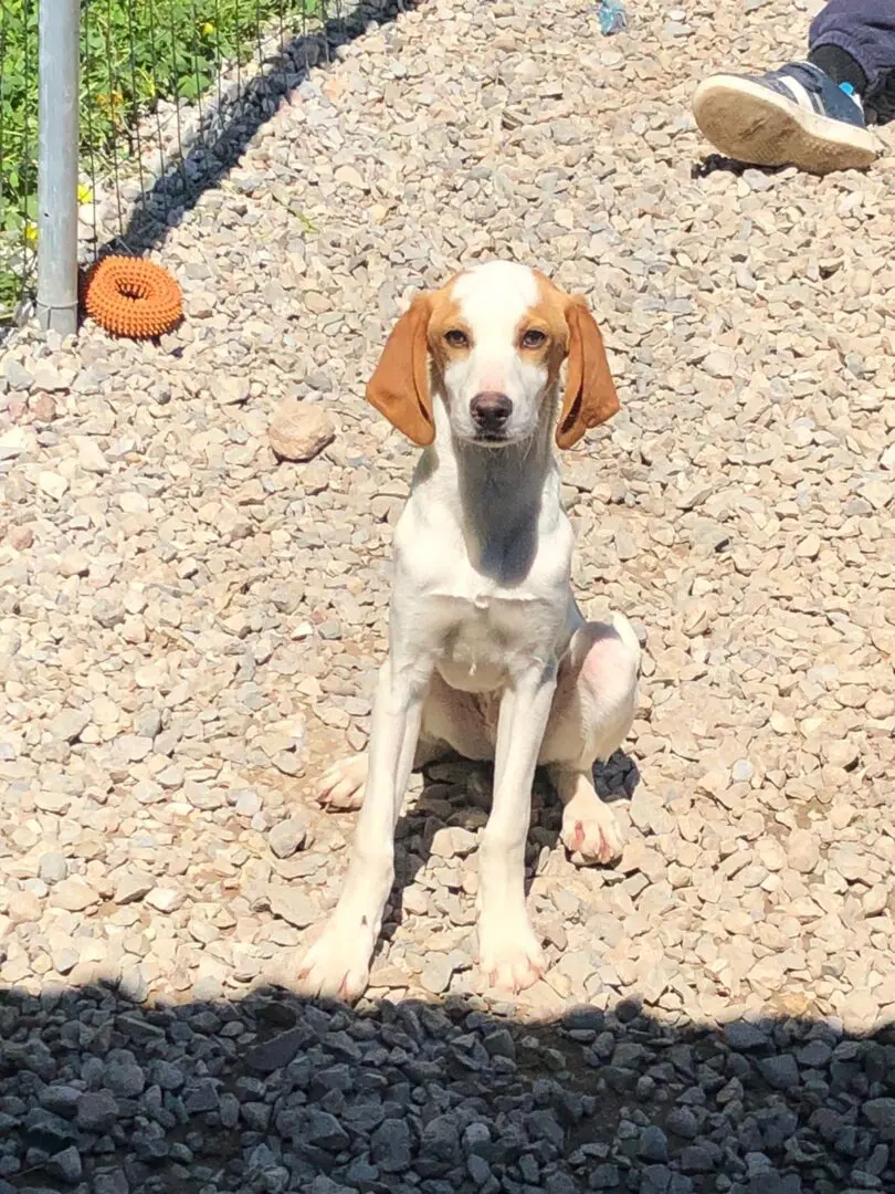 Lanson now Wesley (adopted July 2026)