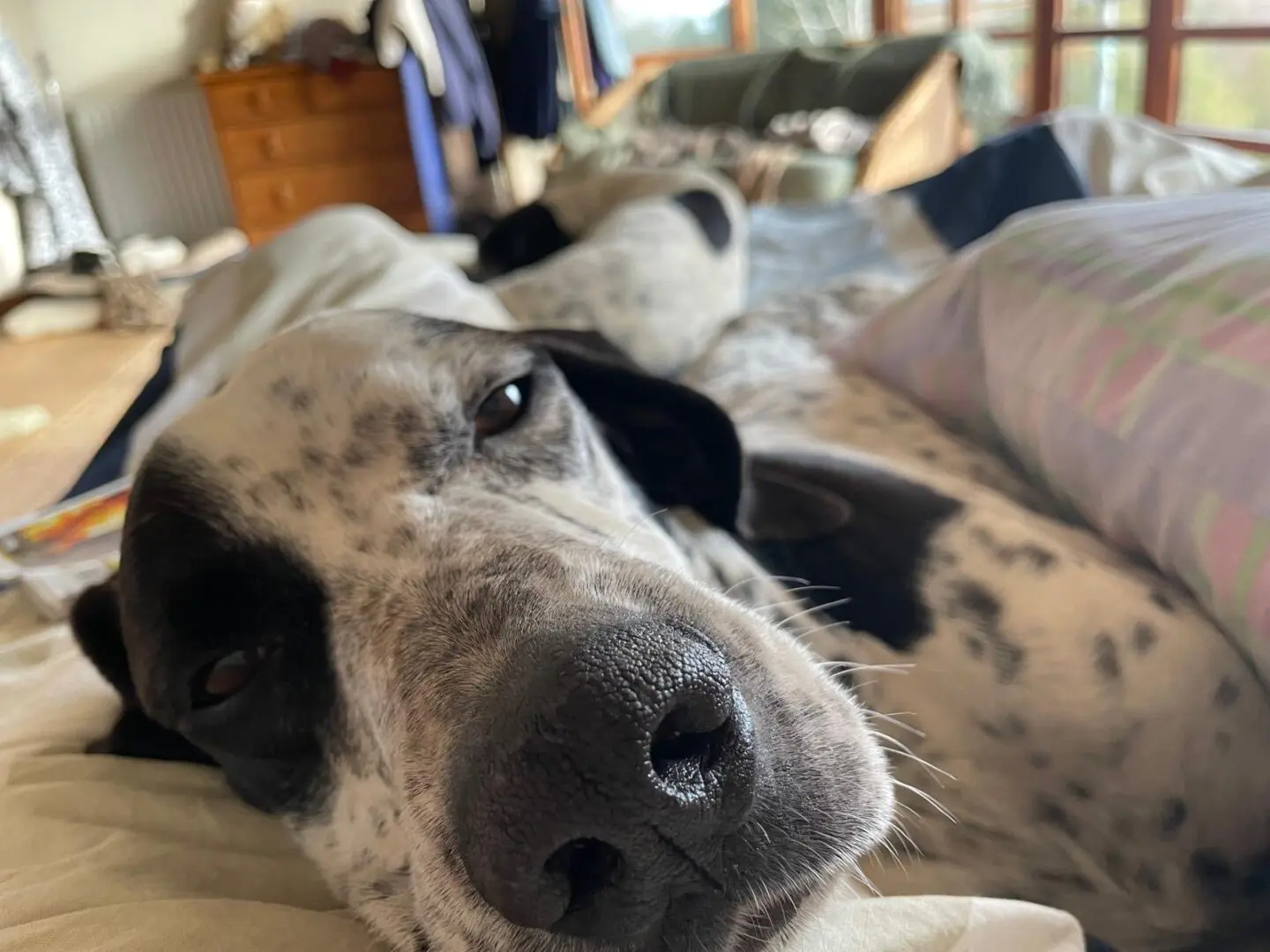 Kovi now Kodi – Handsome and Affectionate (Adopted April 2026)
