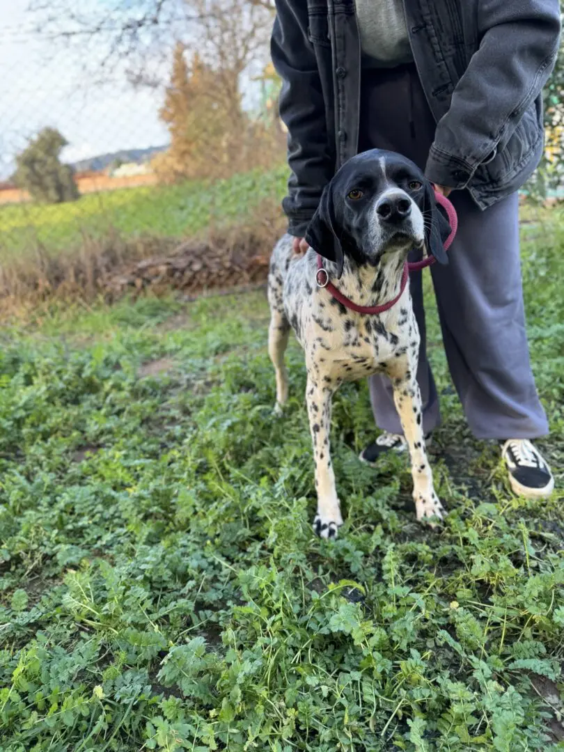 Ceasar now Snoopy (adopted July 2026)