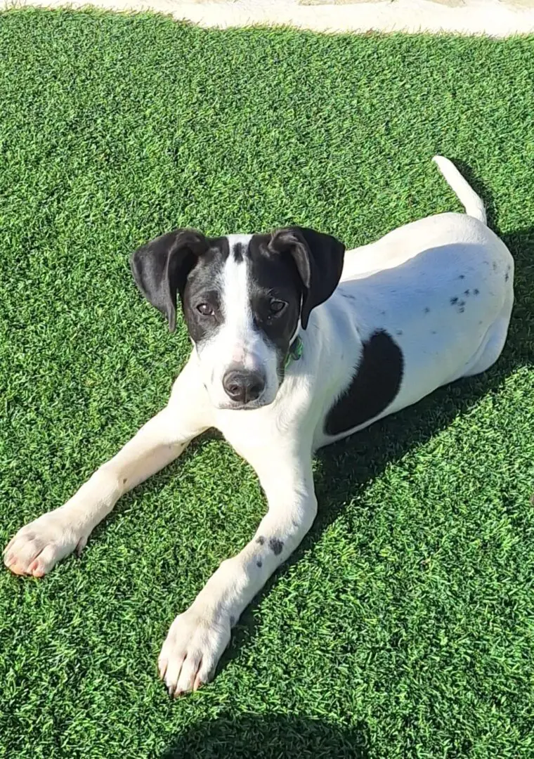 Stanley (Adopted June 2026)